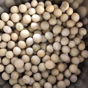 Soya Beans