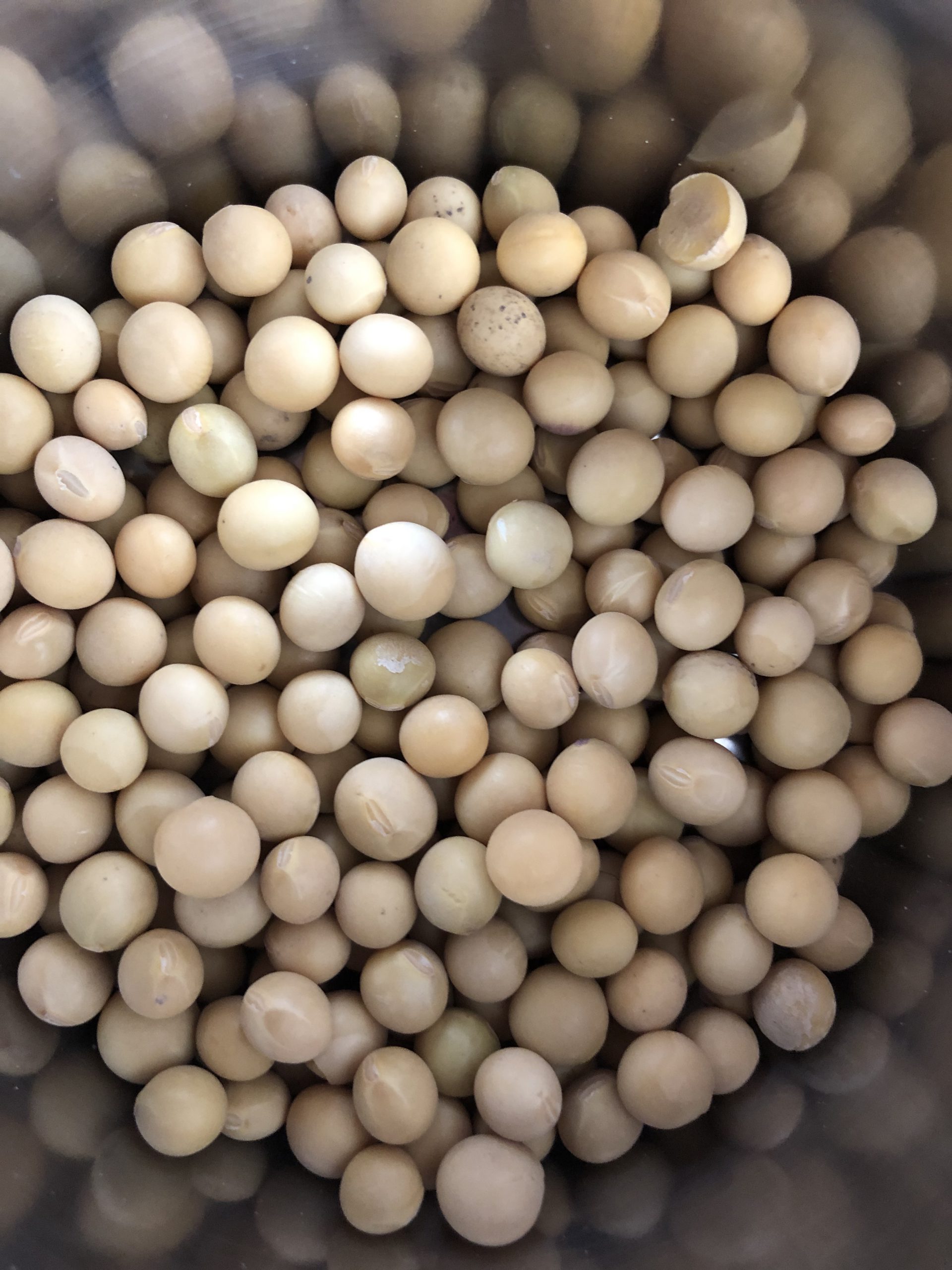 Soya Beans